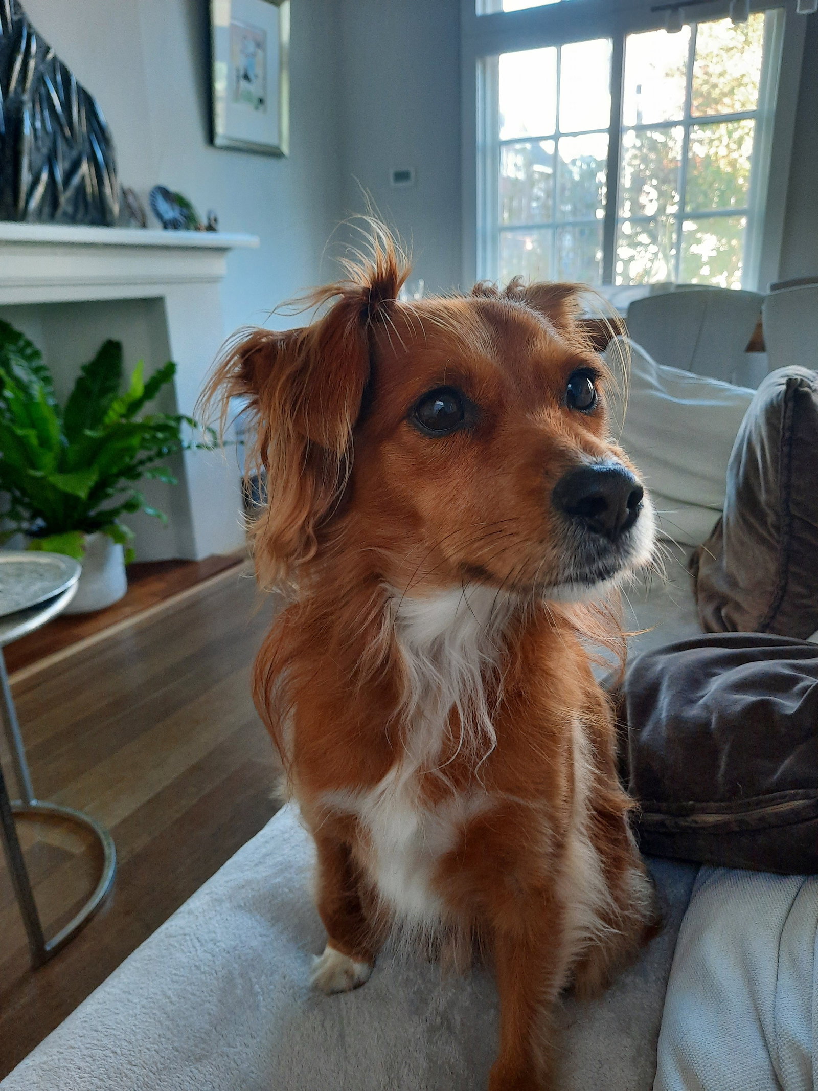 Jasmine, pet sitter in Amsterdam, photo 1