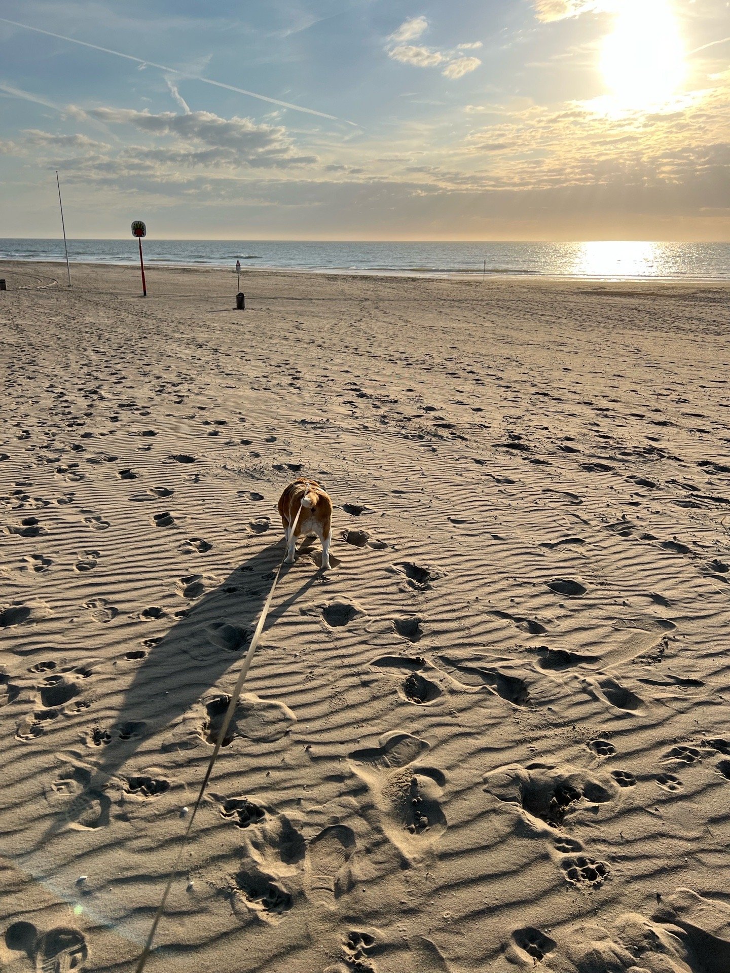 Noud, pet sitter in Leidschendam, photo 3
