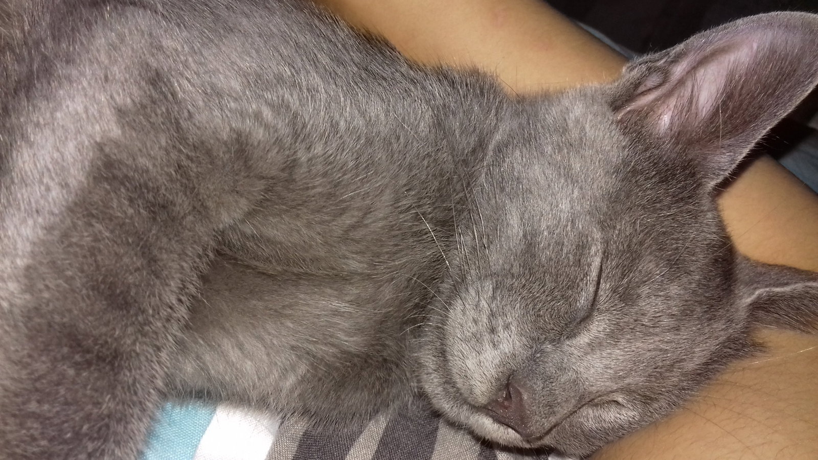 Sarra, pet sitter in Utrecht, photo 2