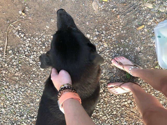 Merel, pet sitter in Eindhoven, photo 5