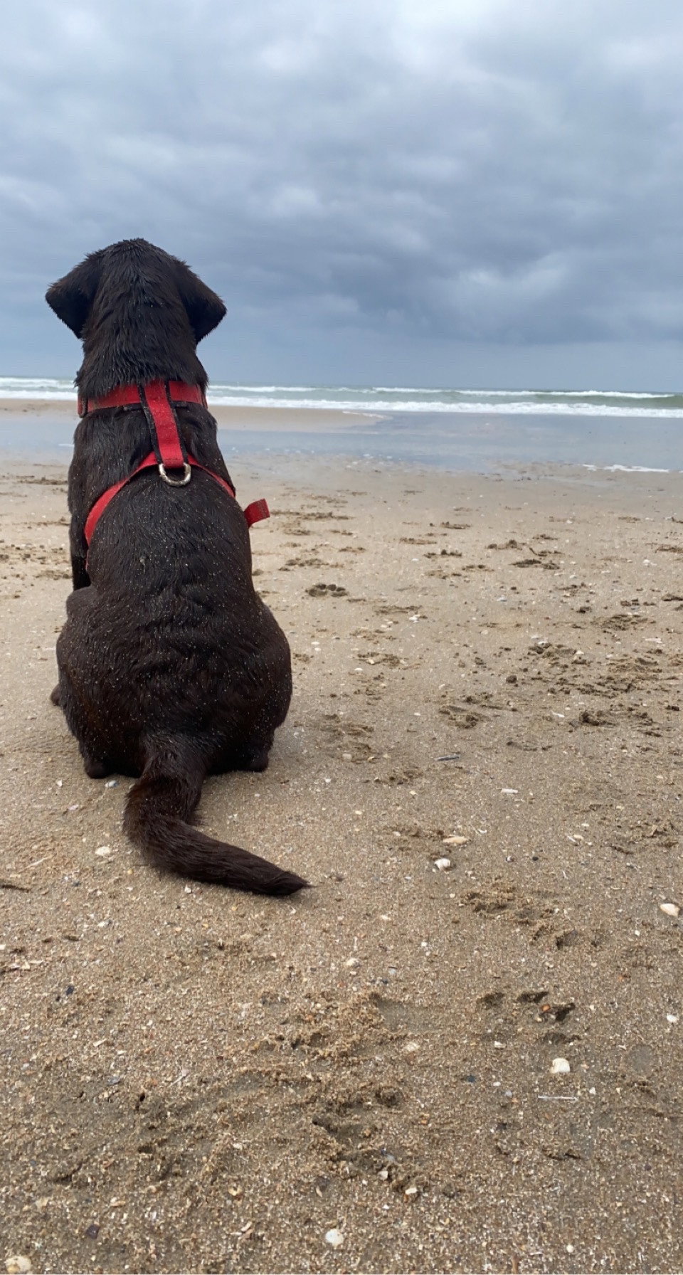 Dominique, pet sitter in IJmuiden, photo 1