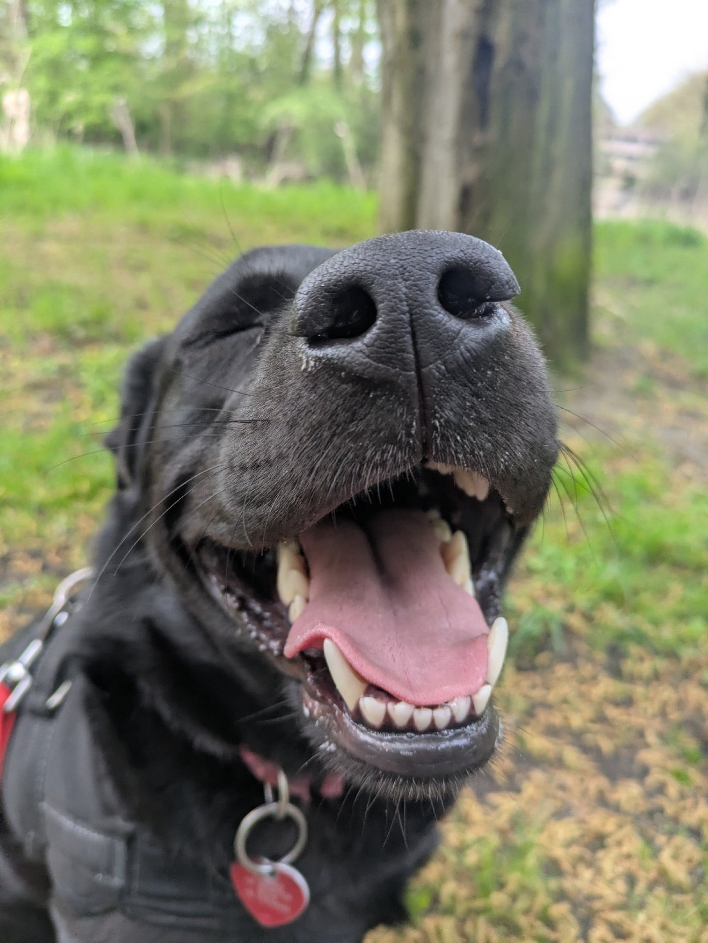 Babette, pet sitter in Diemen, photo 4