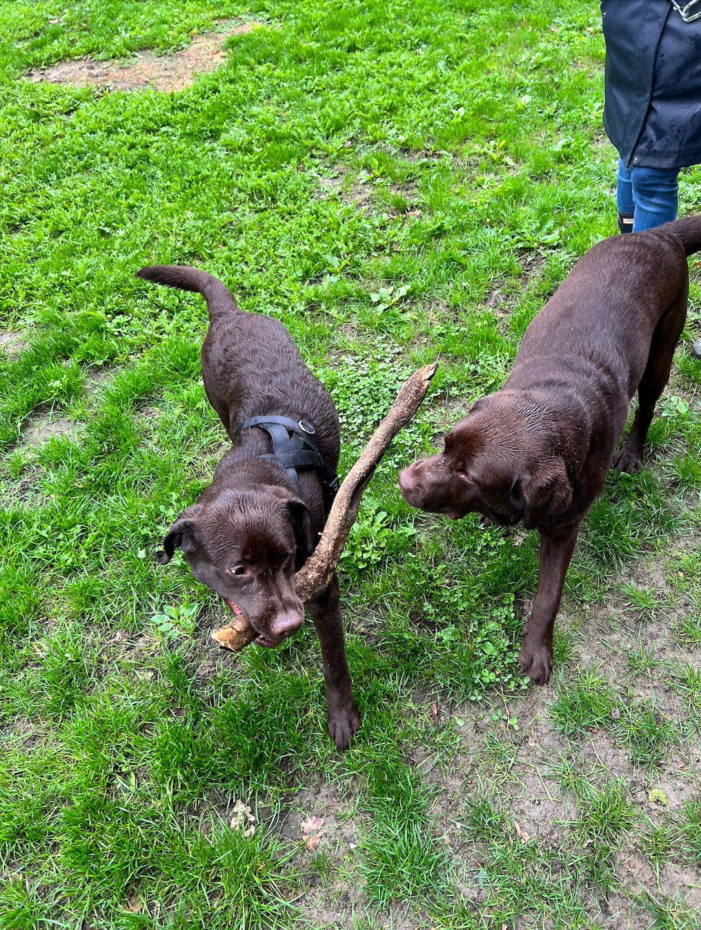 Daphne, pet sitter in Rotterdam, photo 1