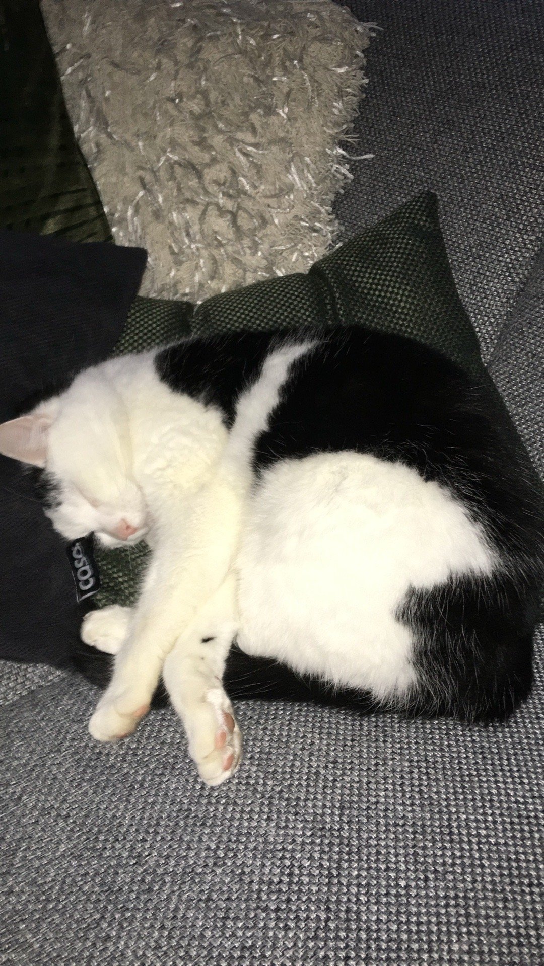 Duncan, pet sitter in Amsterdam, photo 3