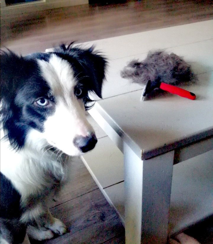 Chanty, pet sitter in Zwolle, photo 3