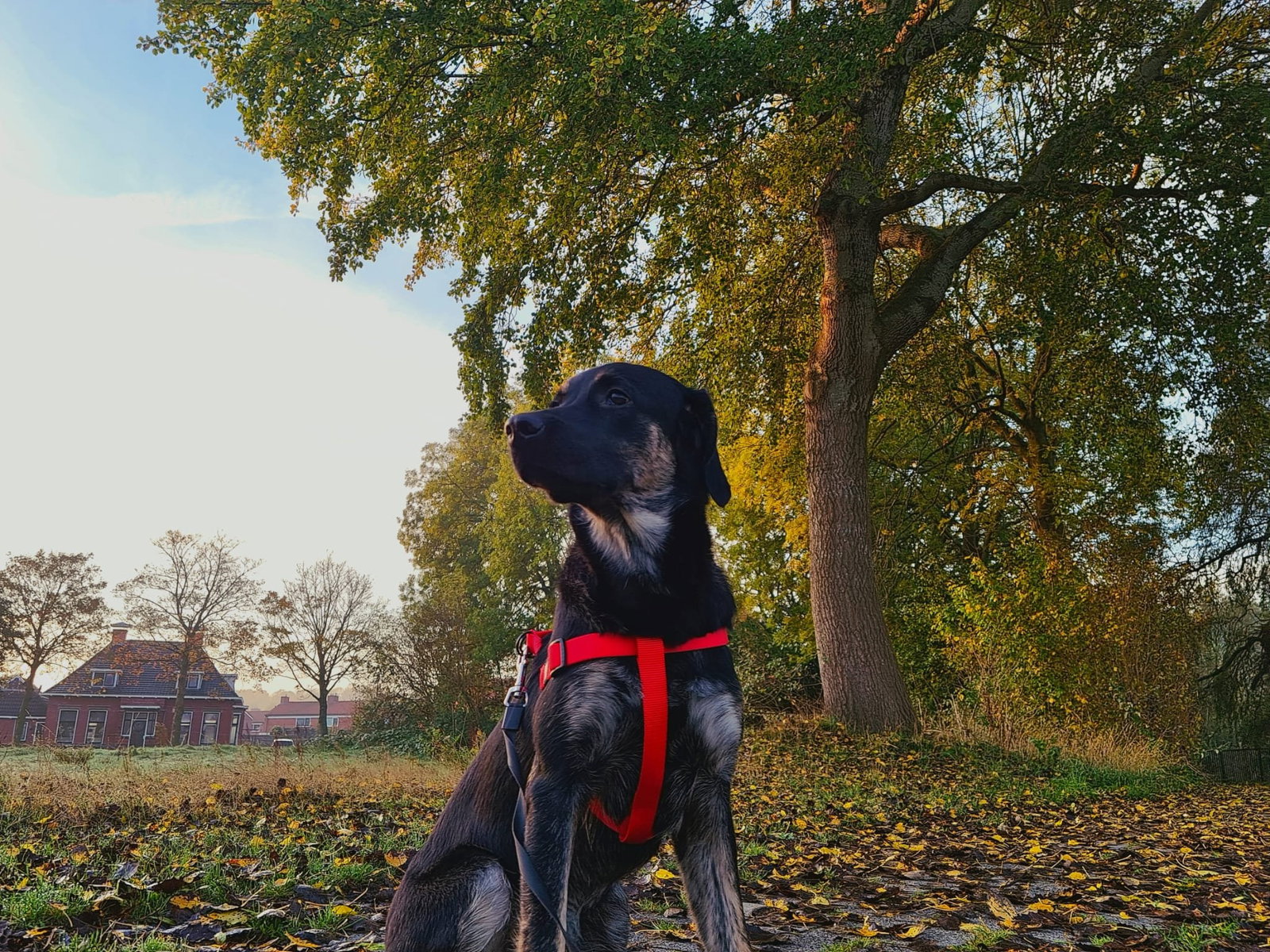 Thamara, pet sitter in Deventer, photo 2