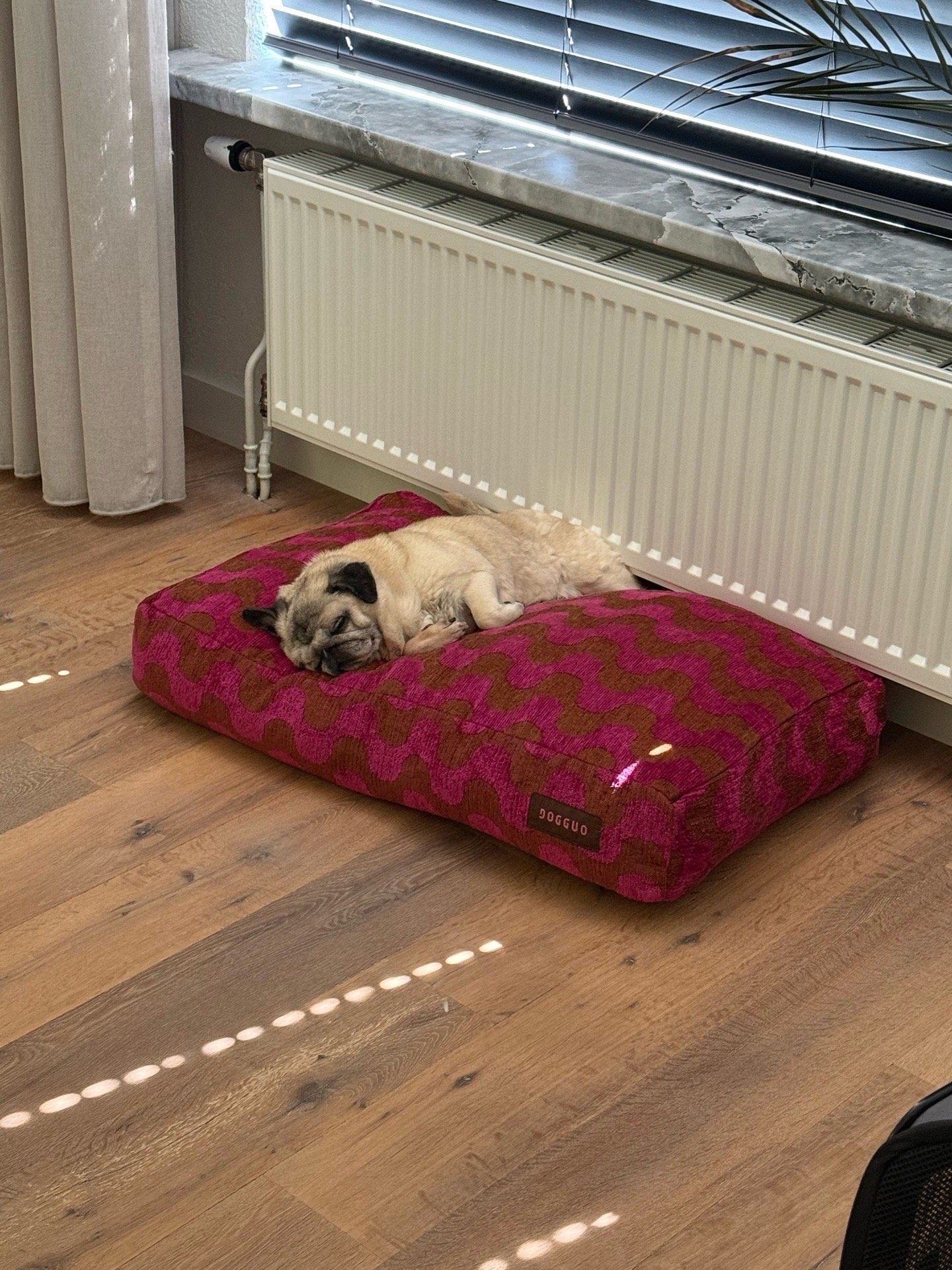 Noah, pet sitter in Drunen, photo 1