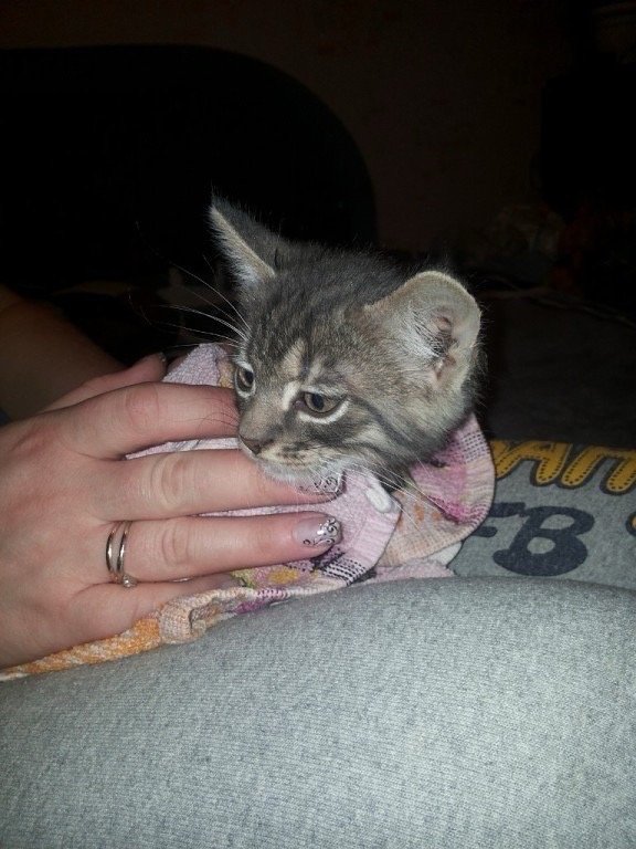 Iryna, pet sitter in Rotterdam, photo 4