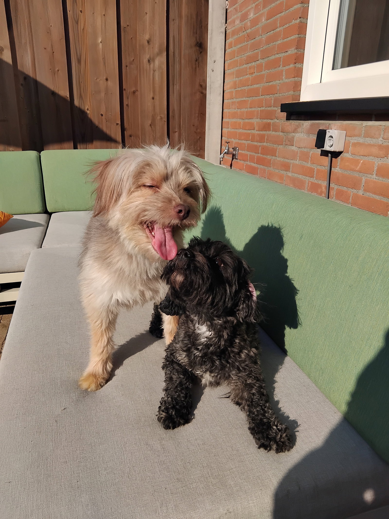 Martine, pet sitter in Roosendaal, photo 2