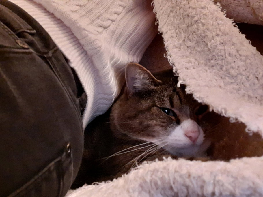 Annika, pet sitter in Sankt Augustin, photo 2