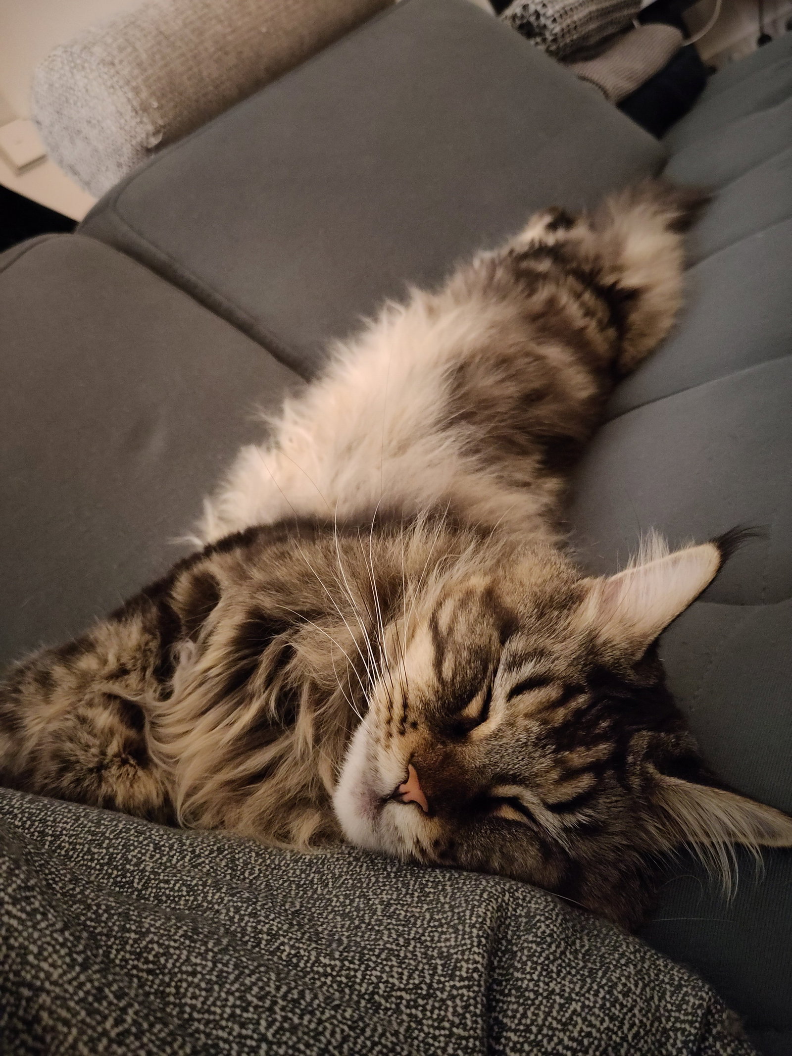 Lucie, pet sitter in München, photo 1