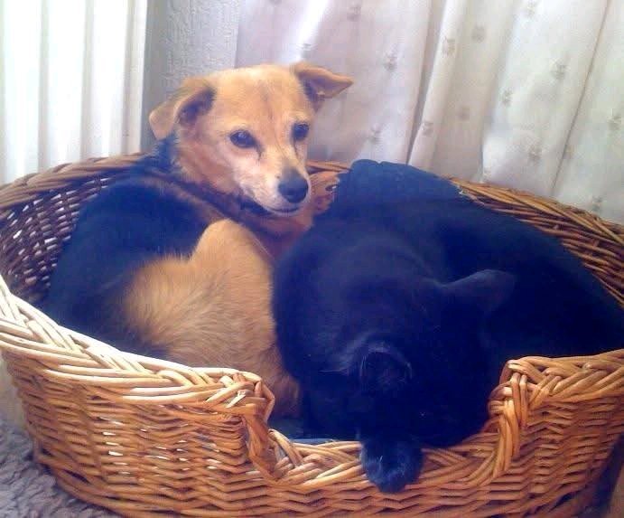 Yoreen, pet sitter in Julianadorp, photo 2
