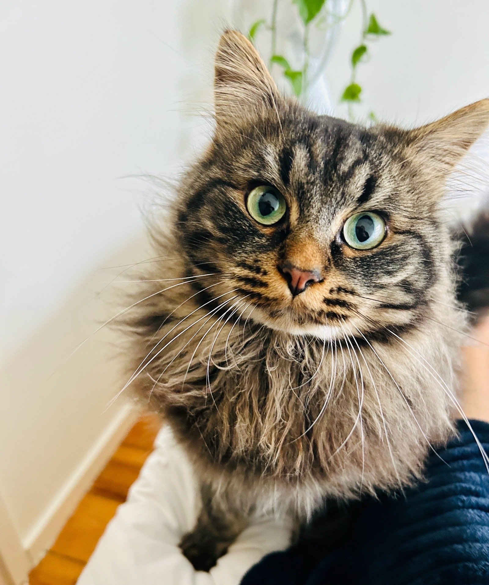 Janneke, pet sitter in Deventer, photo 5