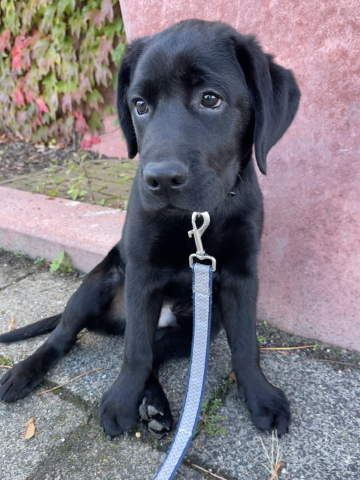 Yelina, pet sitter in Maastricht, photo 4