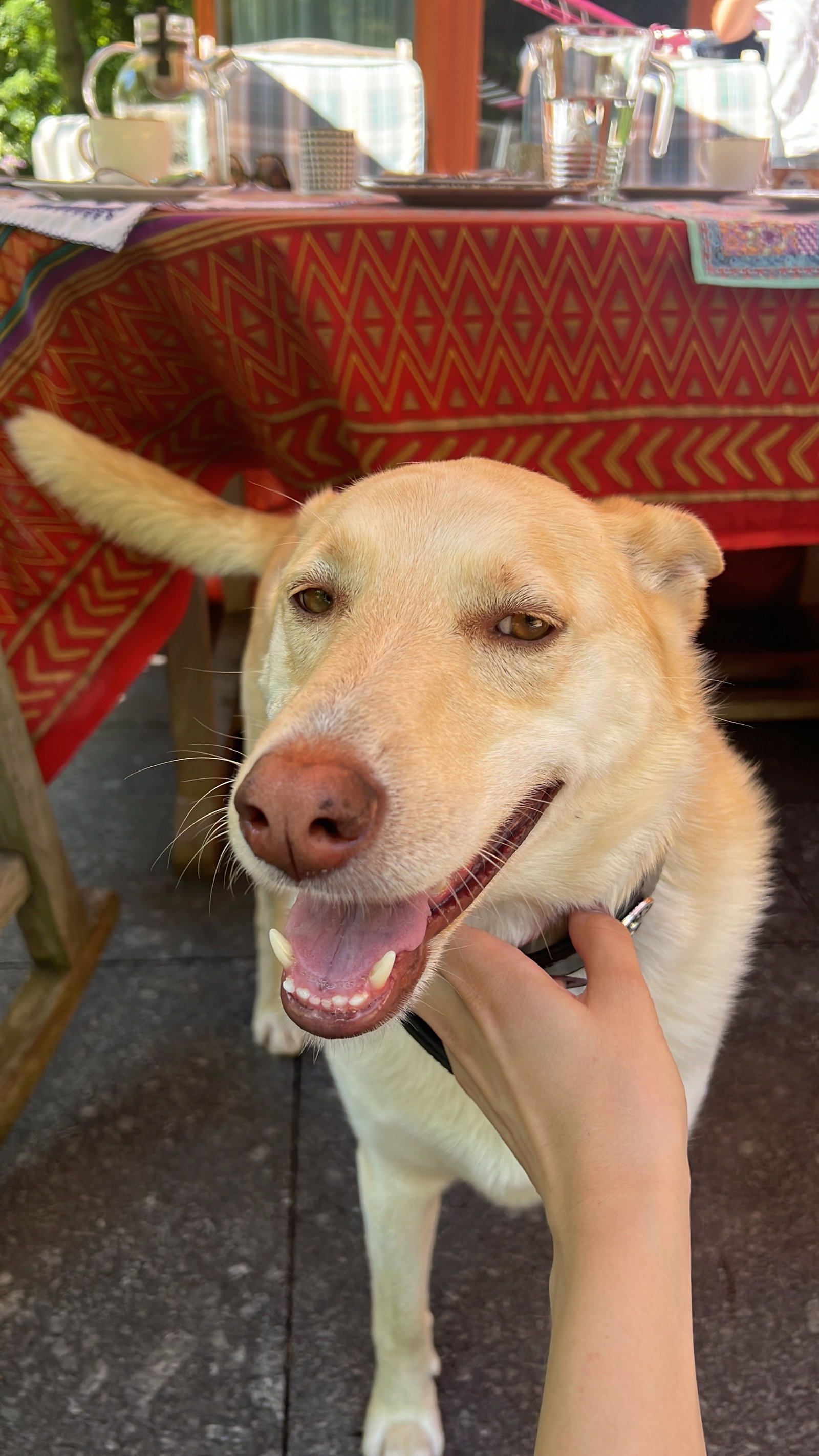 Julia, pet sitter in Amsterdam, photo 4