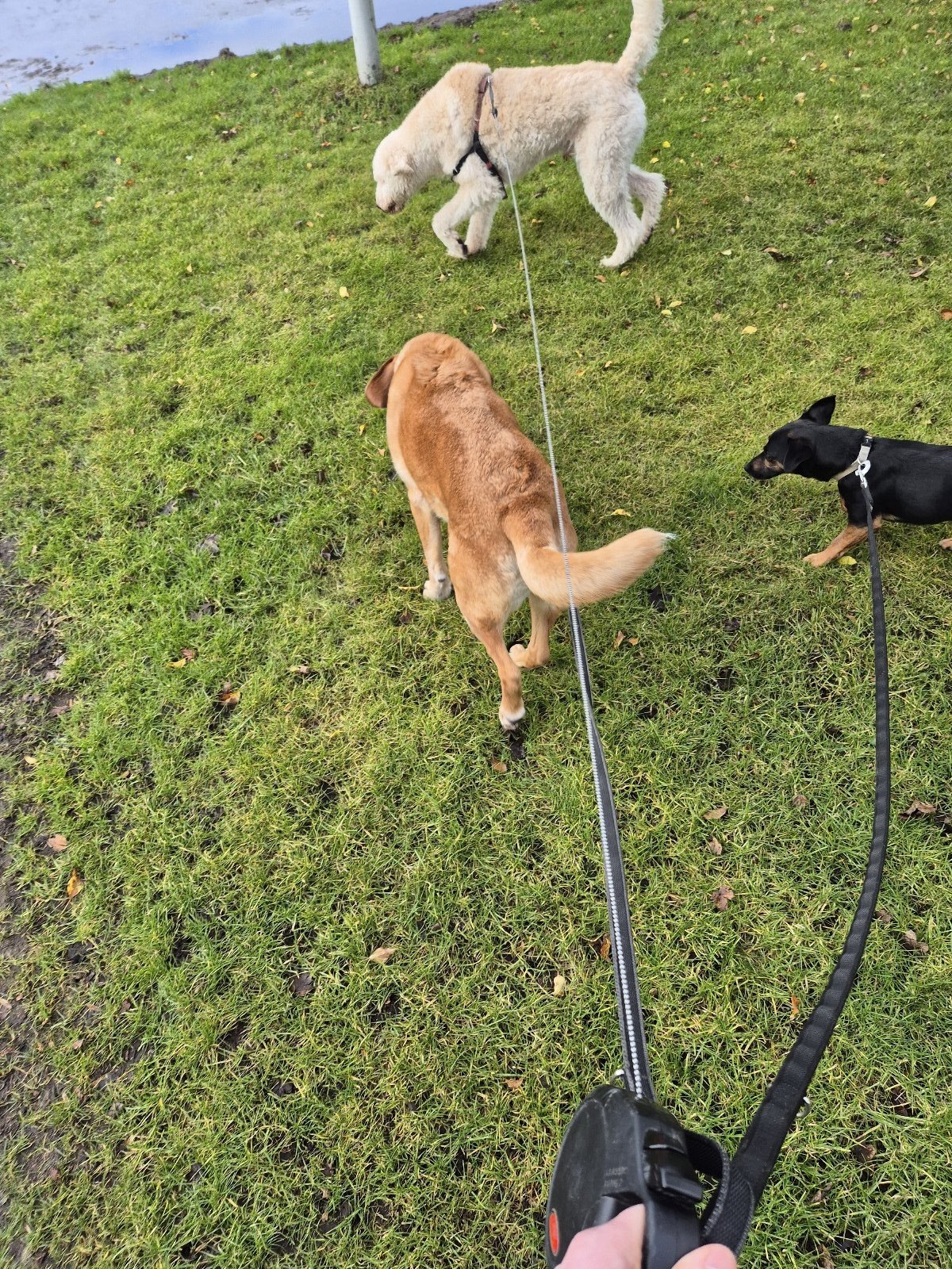 Dirk & Jocelyn, pet sitter in Wijckel, photo 4