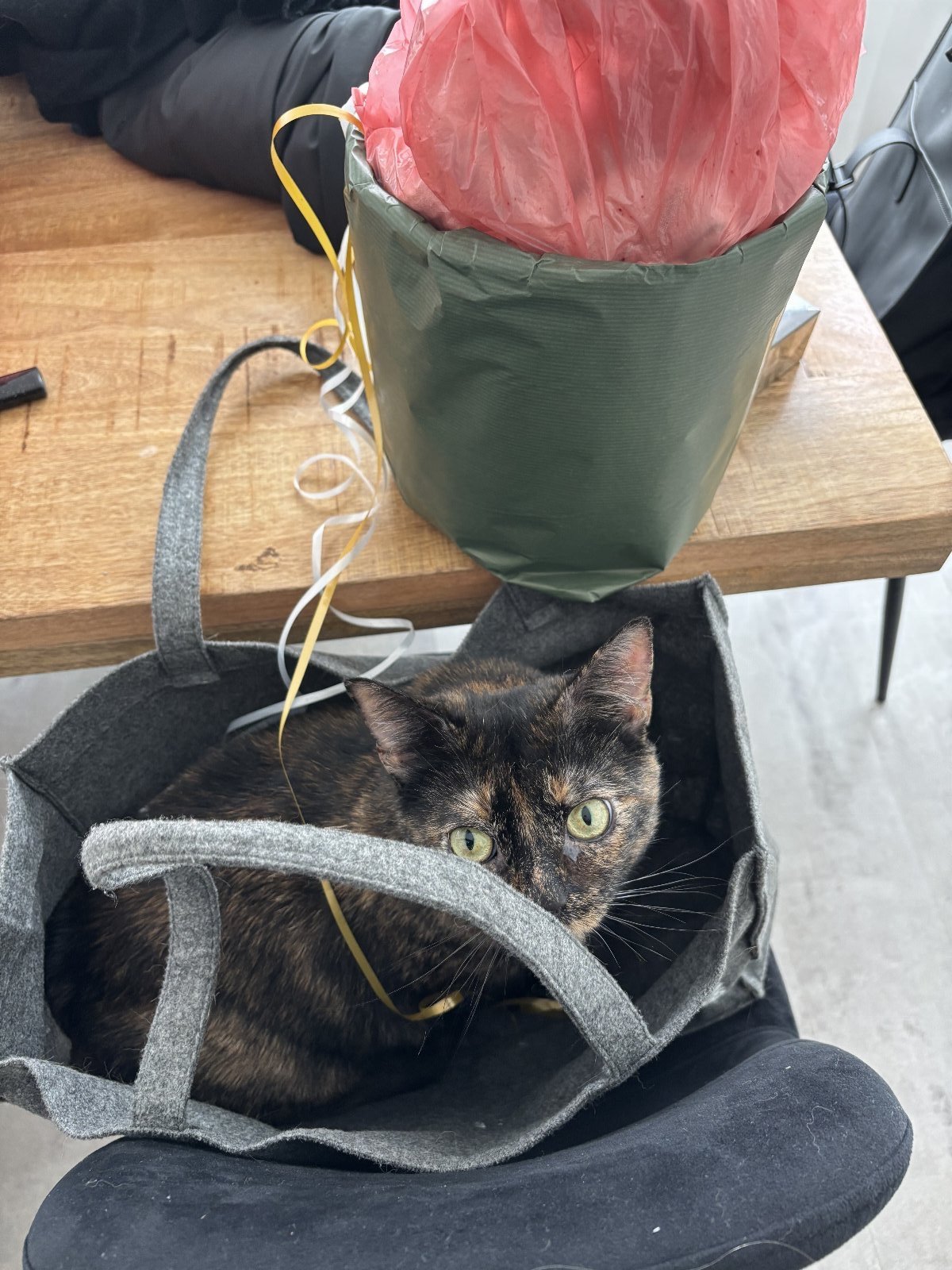 Kimberly, dierenoppas in Amsterdam, foto 4
