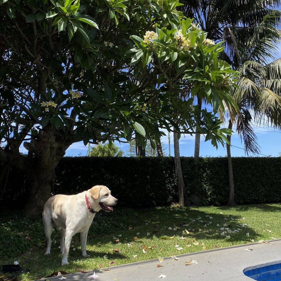 alex, pet sitter in Amsterdam, photo 4