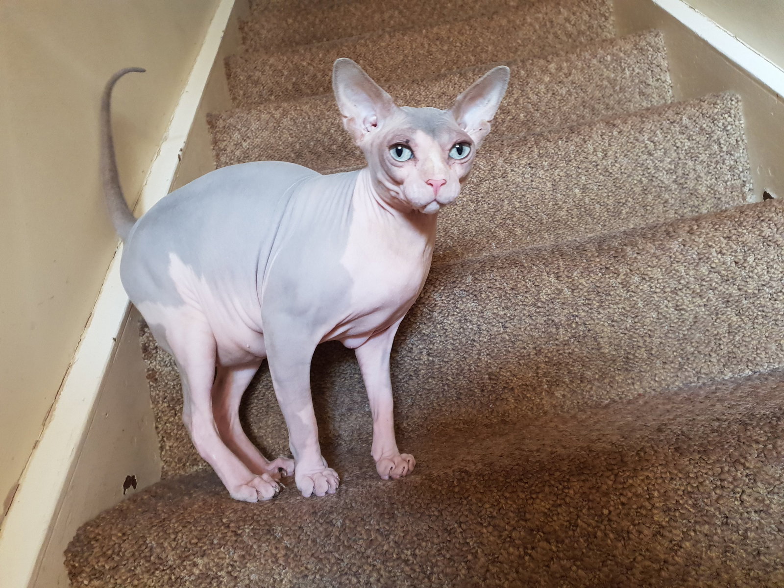 Sandra, pet sitter in Groenlo, photo 3