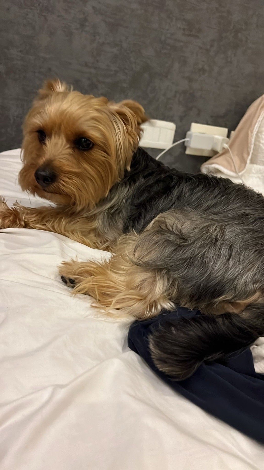 Emmanuel, pet sitter in Amsterdam, photo 2