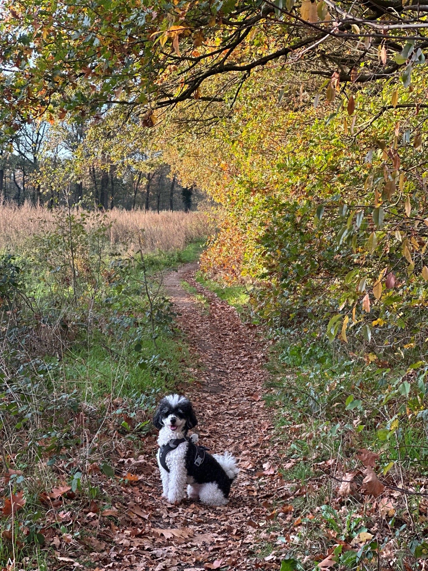 Ting, pet sitter in Arnhem, photo 2