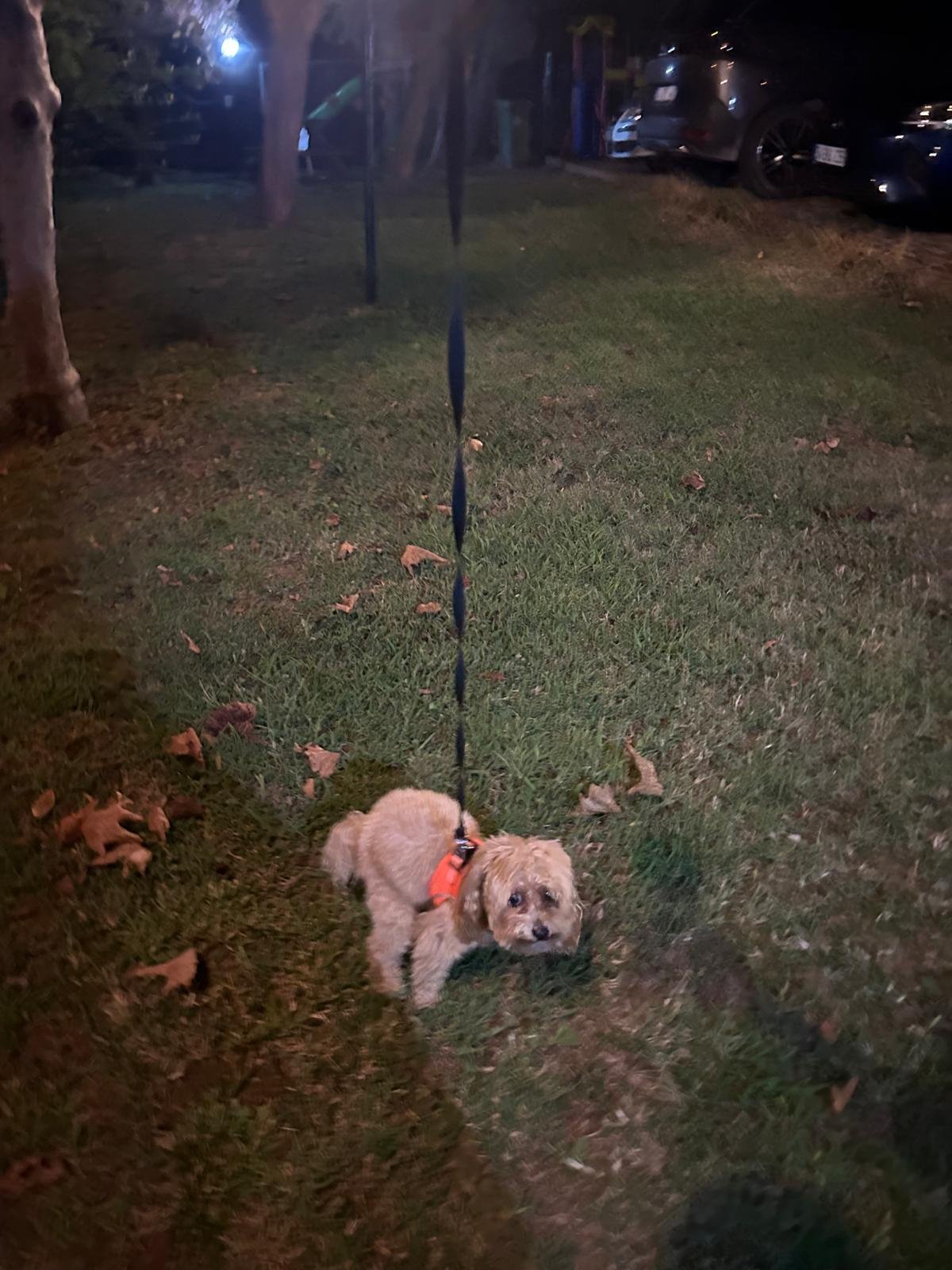 Cem, pet sitter in Amsterdam, photo 3