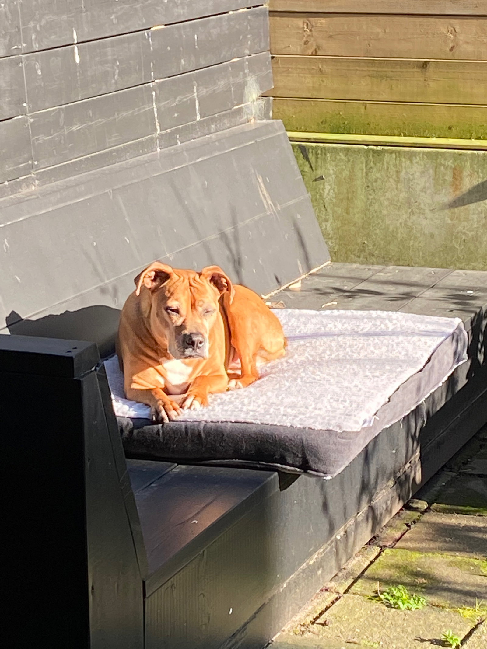 Shamira, pet sitter in Amsterdam, photo 5