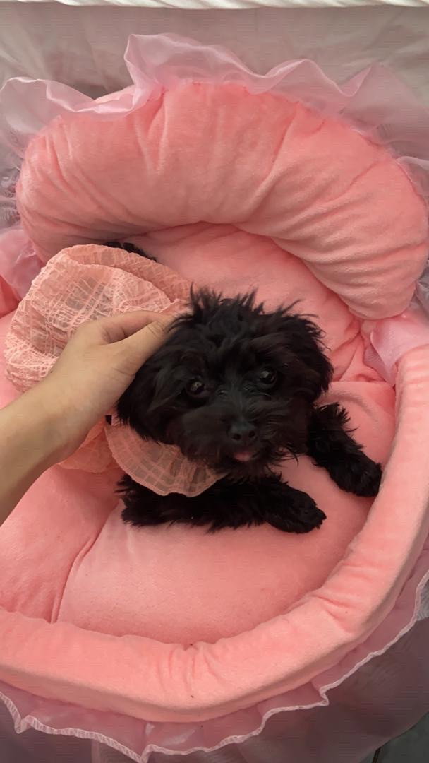 xuanxuan, pet sitter in 's-Gravenhage, photo 4