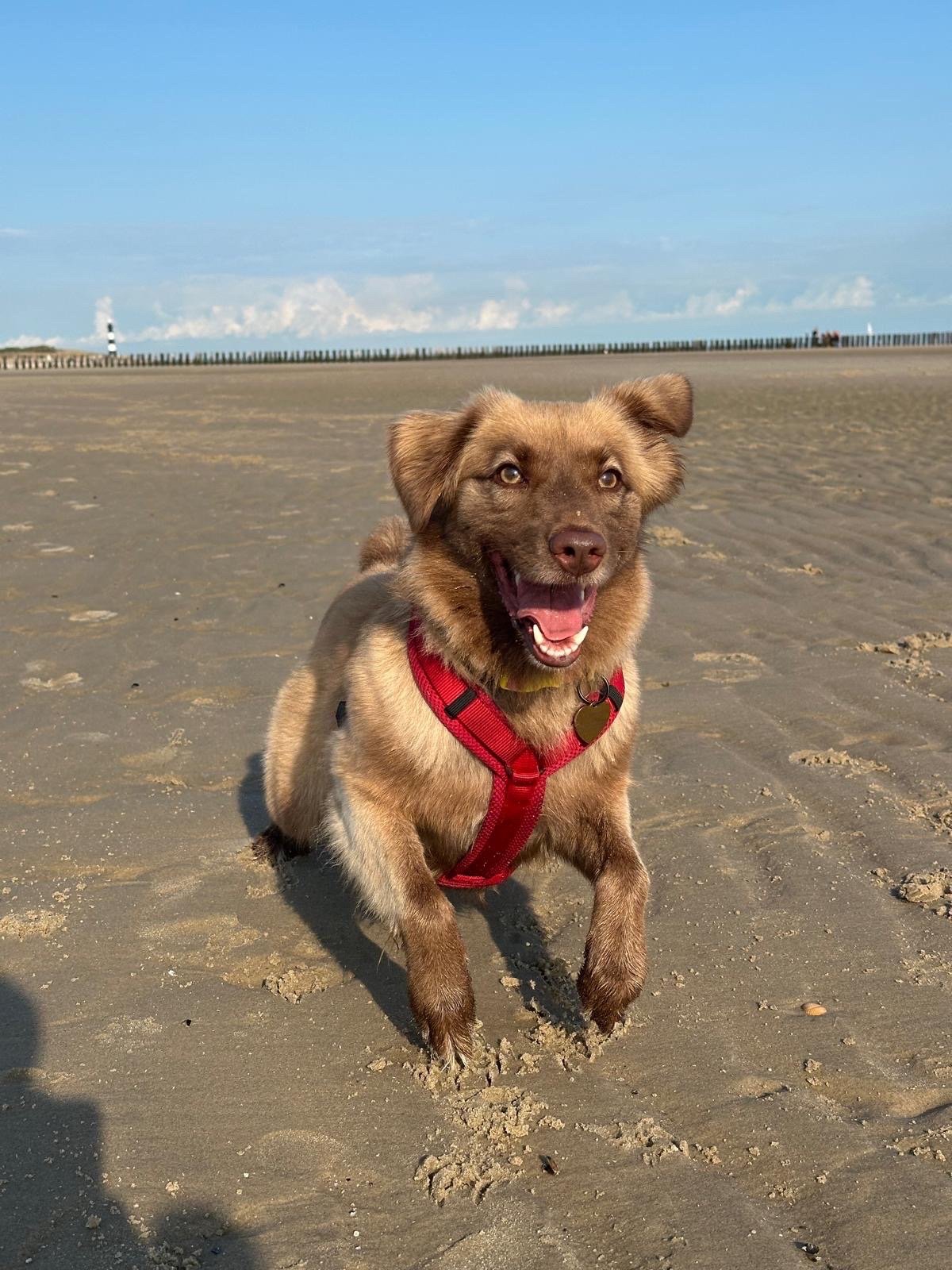 Emma, pet sitter in Bussum, photo 3