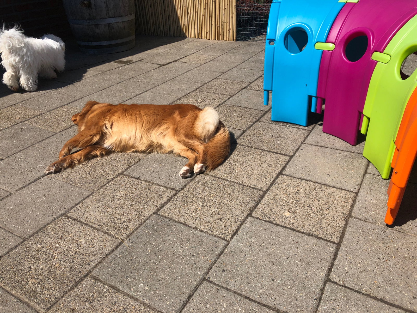 Simone, pet sitter in Kelpen-Oler, photo 3