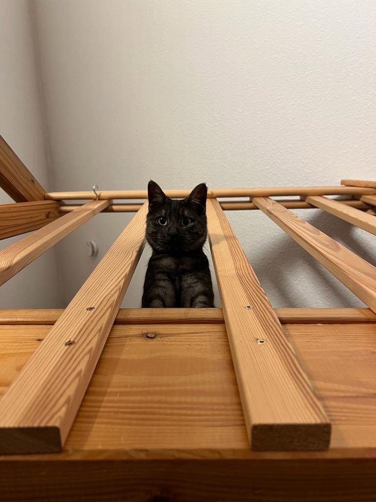 Joelle, Tiersitter in Stromberg, Foto 2
