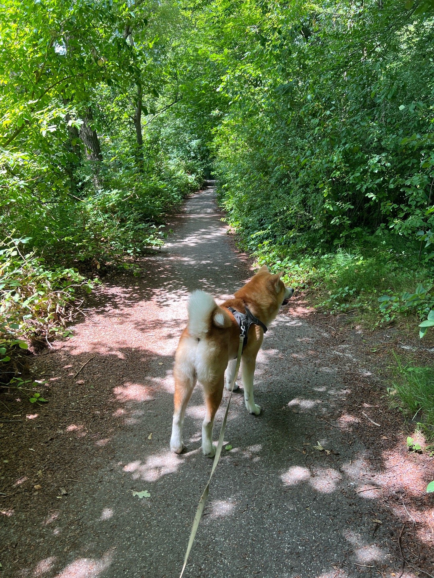 Noud, pet sitter in Leidschendam, photo 5
