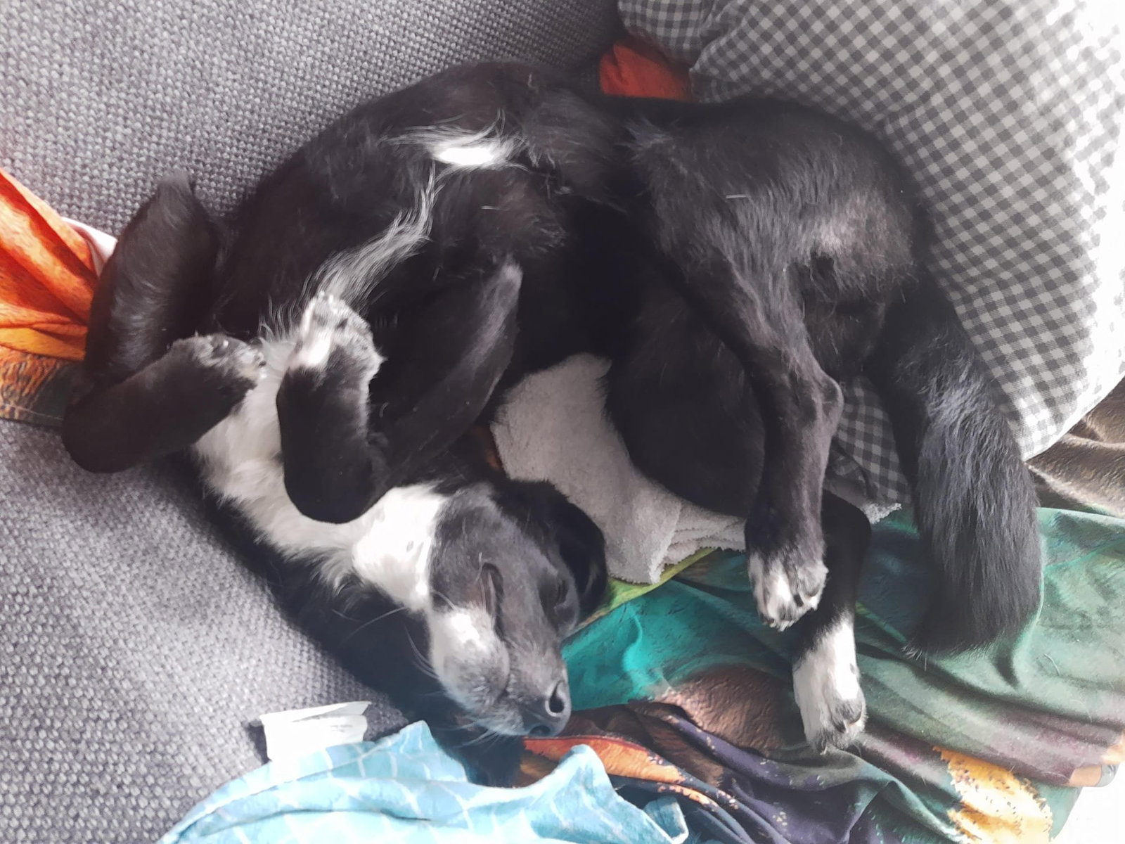 Savalan, pet sitter in Amsterdam, photo 4