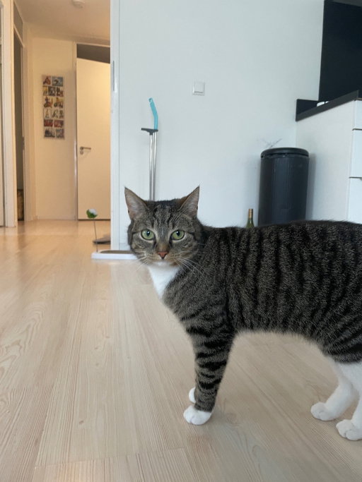 Alia, pet sitter in Almere, photo 5