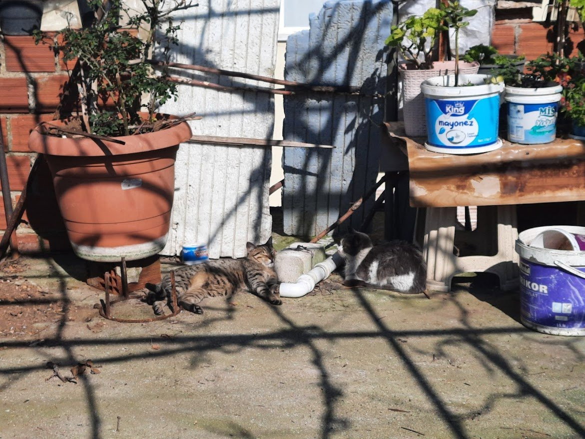 Duygu Nur, pet sitter in München, photo 5