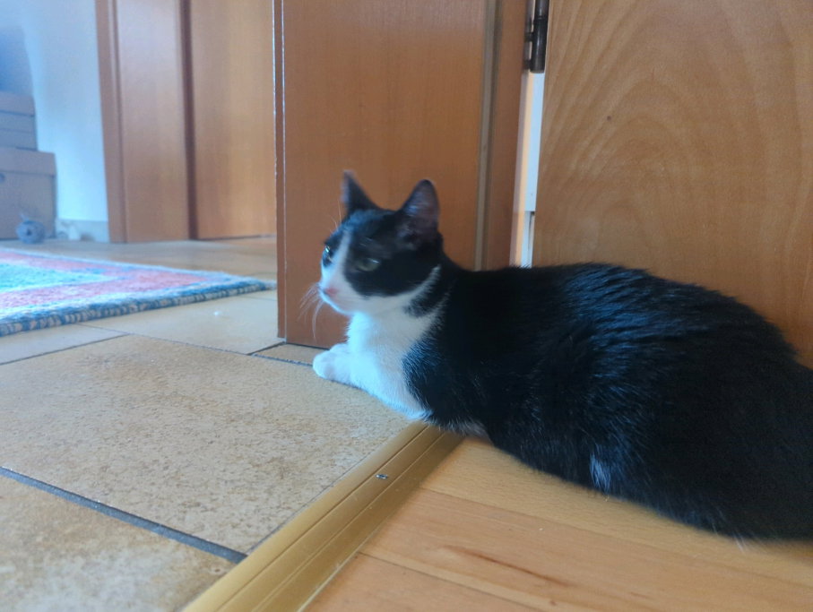 Sabine, pet sitter in 's-Gravenhage, photo 3