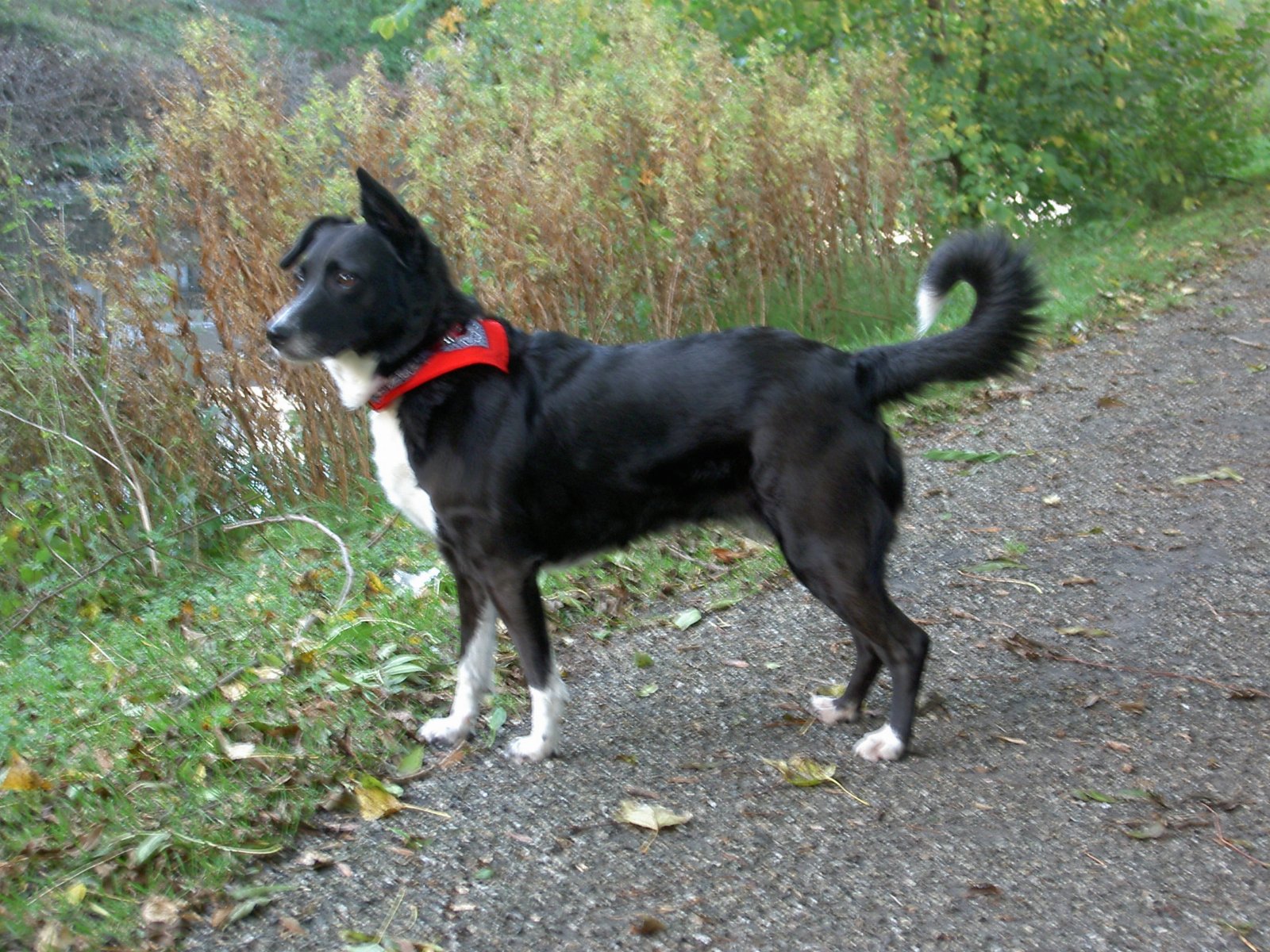 Alice, pet sitter in Vleuten, photo 2