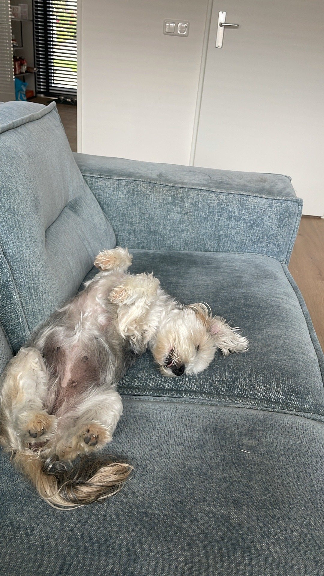 Laressa, pet sitter in Uithoorn, photo 5