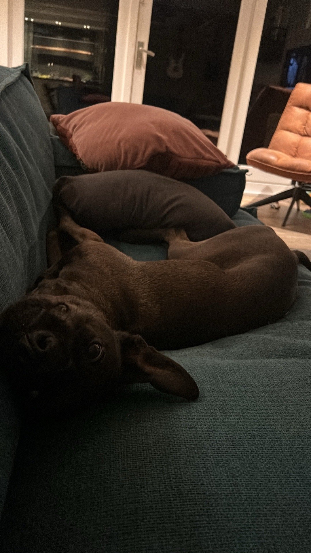 Esther, pet sitter in lisse, photo 5