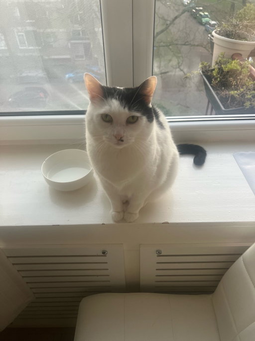 Hilal, dierenoppas in Weert, foto 5