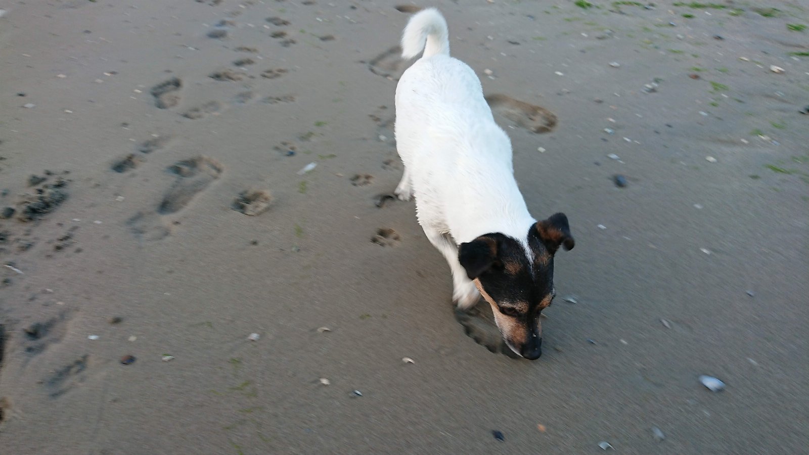 Daphne, dierenoppas in Eijsden, foto 2