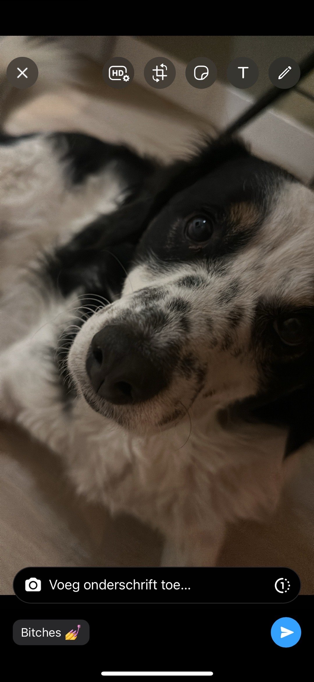 Esmee, pet sitter in Zetten, photo 2
