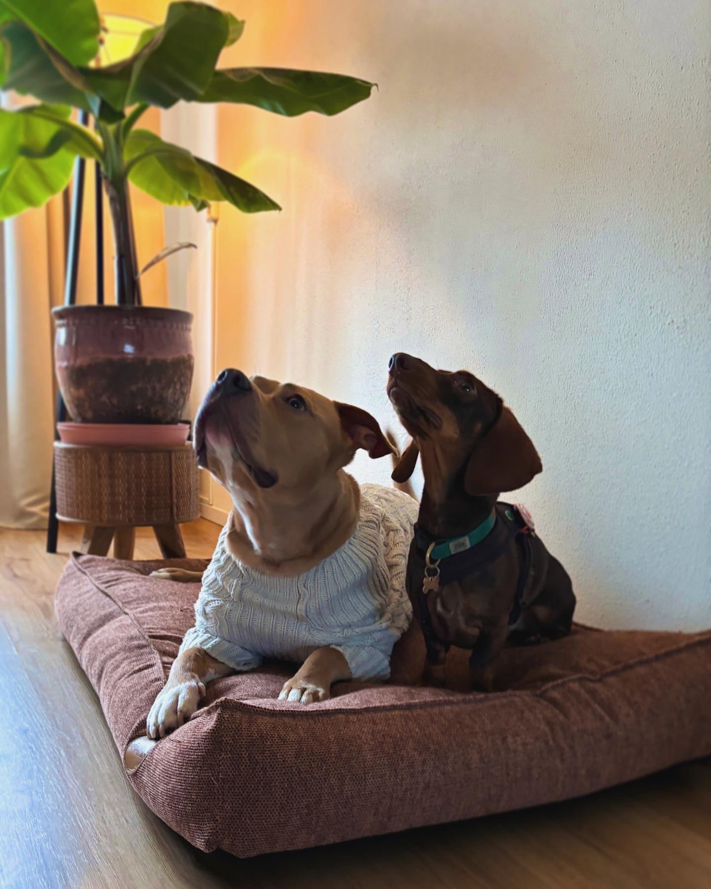 Sofie, pet sitter in Rotterdam, photo 1