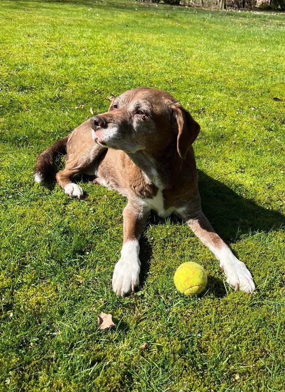 Sabine, pet sitter in Deventer, photo 3
