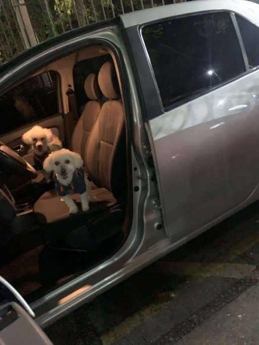 Danielle, pet sitter in Rotterdam, photo 1