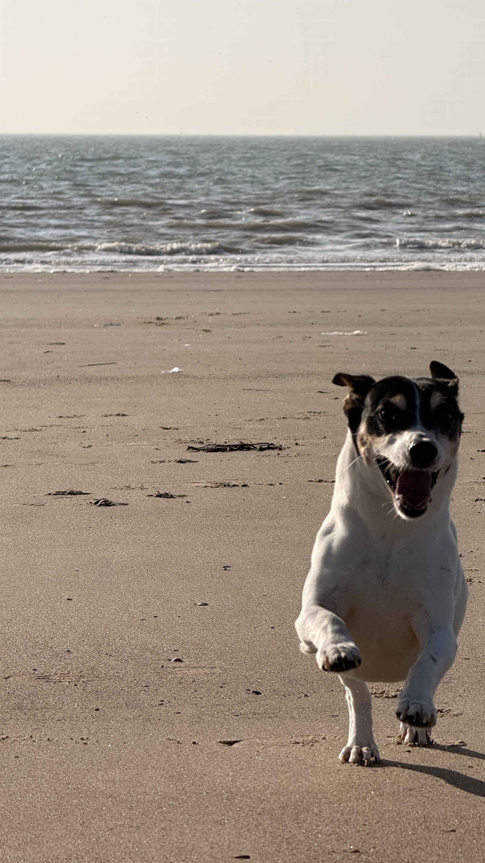 Dianna, dierenoppas in Vlissingen, foto 1