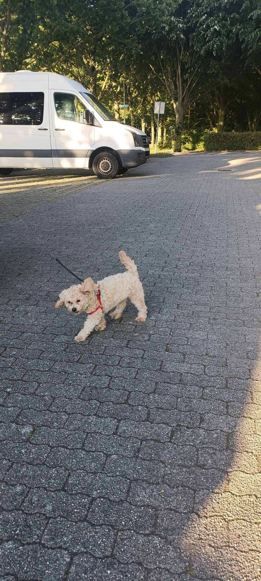 Chetna, dierenoppas in Alphen aan den Rijn, foto 1