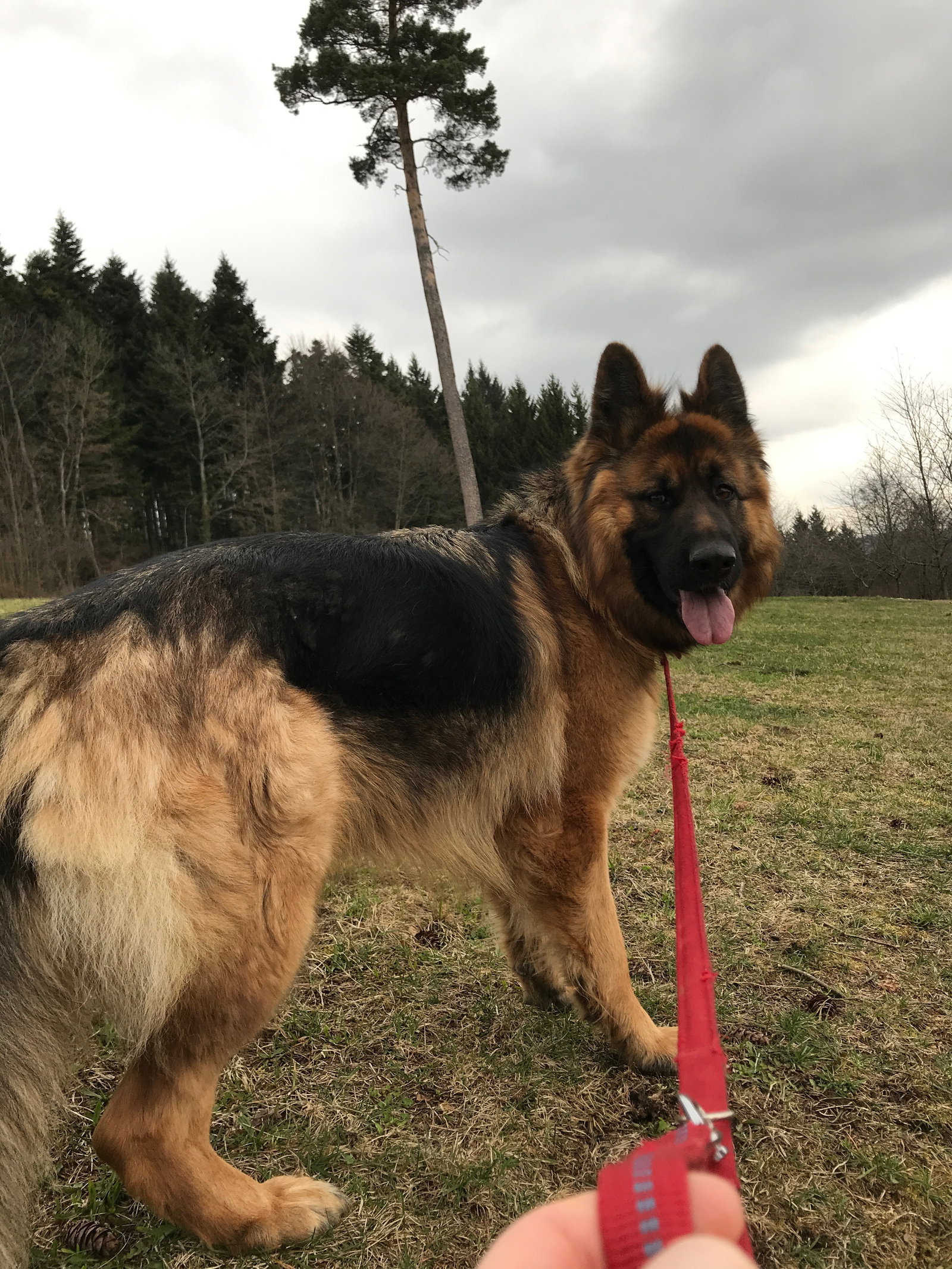 Sidney, Tiersitter in Berlin, Foto 1