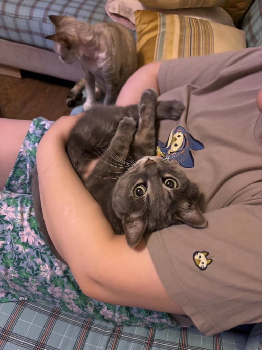 Freddie, pet sitter in Rotterdam, photo 3