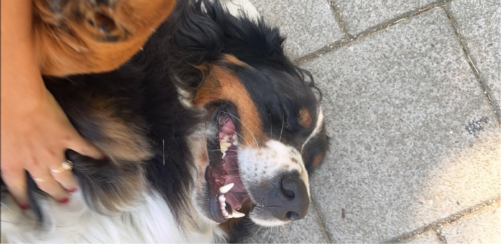Gitta, pet sitter in Amsterdam, photo 3